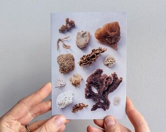 Sea Sponges Greeting Card: Western Australia Shoreline Art
