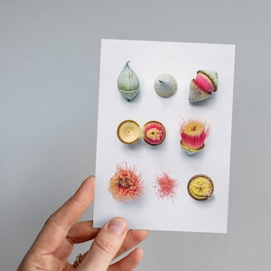 Eucalyptus blooming greeting card, Eucalyptus macrocarpa, eucalyptus flowers, botanical print, birthday card, Australian flora