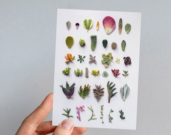 Carte de voeux de succulentes, collection de succulentes, imprimé succulent, fond clair, carte de succulentes, carte de cactus, art de cactus