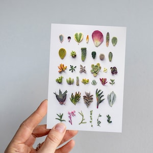 Succulents greeting card,  succulents collection, succulent print, light background, succulents card, cactus card, cactus art
