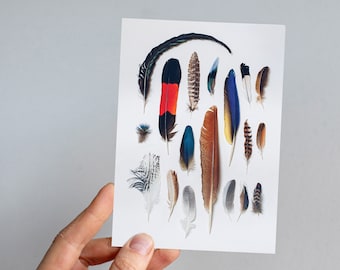 Australian Birds Feather Collection Greeting Card: Black Cockatoo Wall Art
