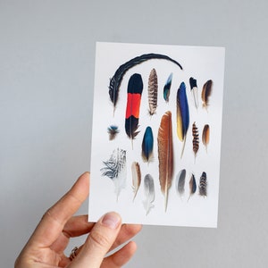 South West Flock, Federn Grußkarte, Australische Vögel, Feder Sammlung, schwarzer Kakadu, Feder Wandkunst, Einweihungsgeschenk
