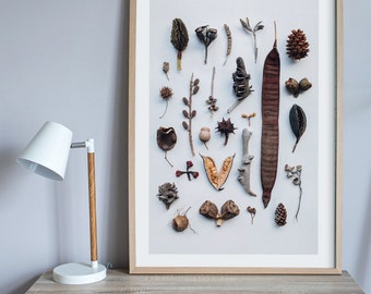 Seedpods print — A collection of Australian seedpods and other dried objects