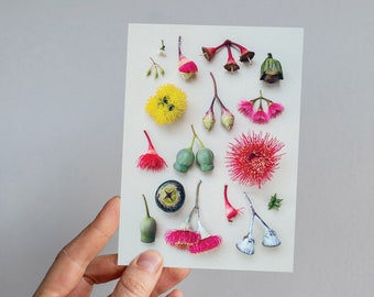 Eucalyptus Floral Greeting Card: Australian Botanical Print