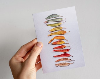 Gum leaf story greeting card  — A collection of fallen leaves from a sugar gum tree