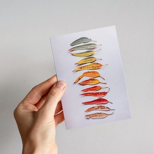 Gum Leaf Story Grußkarte — Eine Sammlung von gefallenen Blättern von einem Sugar Gum Baum
