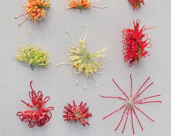 Grevillea botanical print — A collection of grevillea's flowers