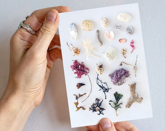 Seashell Print Greeting Card: Coastal Found Objects Art