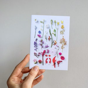 Wildflowers spectrum greeting card  — A collection of Western Australian native wildflowers
