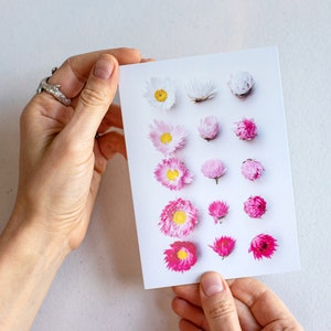 Everlastings say goodnight greeting card  — A collection of Western Australian daisies