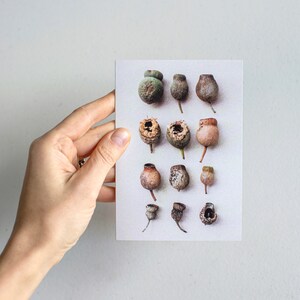 Honky Nuts Grußkarte — Eine Sammlung von Samenkapseln eines Eukalyptusbaums