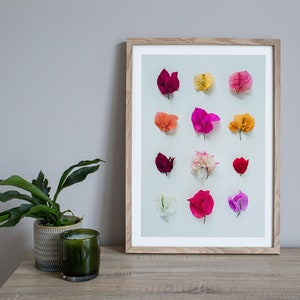Estampa de buganvílias, flora australiana, estampa floral, estampa botânica, coleção de flores, cartão para ela, cartão para mãe, arte de parede