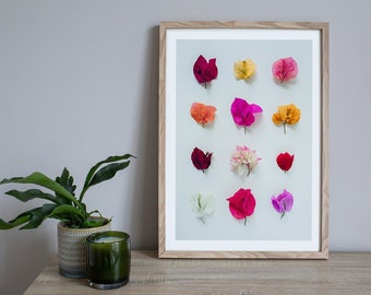 Bougainvillea print, Australian flora, floral print, botanical print, flowers collection, card for her, card for mum, wall art