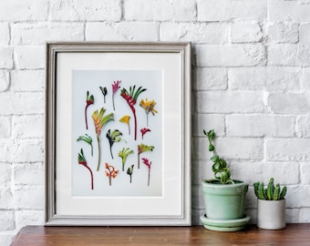Hello kangaroo paws floral print  — A collection of Western Australian native wildflowers