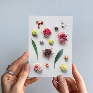 Hakea, Native, Pincushion, Western, Australian, Perth, Australia, Flat lay, Garden, Card image 1