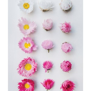 Everlastings say goodnight floral print A collection of Western Australian daisies image 3