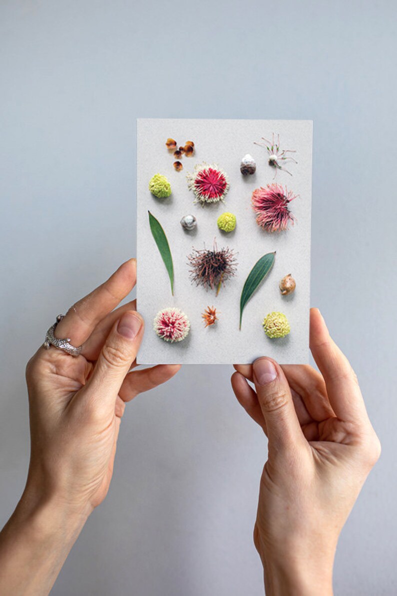 Hakea, Native, Pincushion, Western, Australian, Perth, Australia, Flat lay, Garden, Card image 1