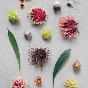 Hakea, Native, Pincushion, Western, Australian, Perth, Australia, Flat lay, Garden, Card image 2