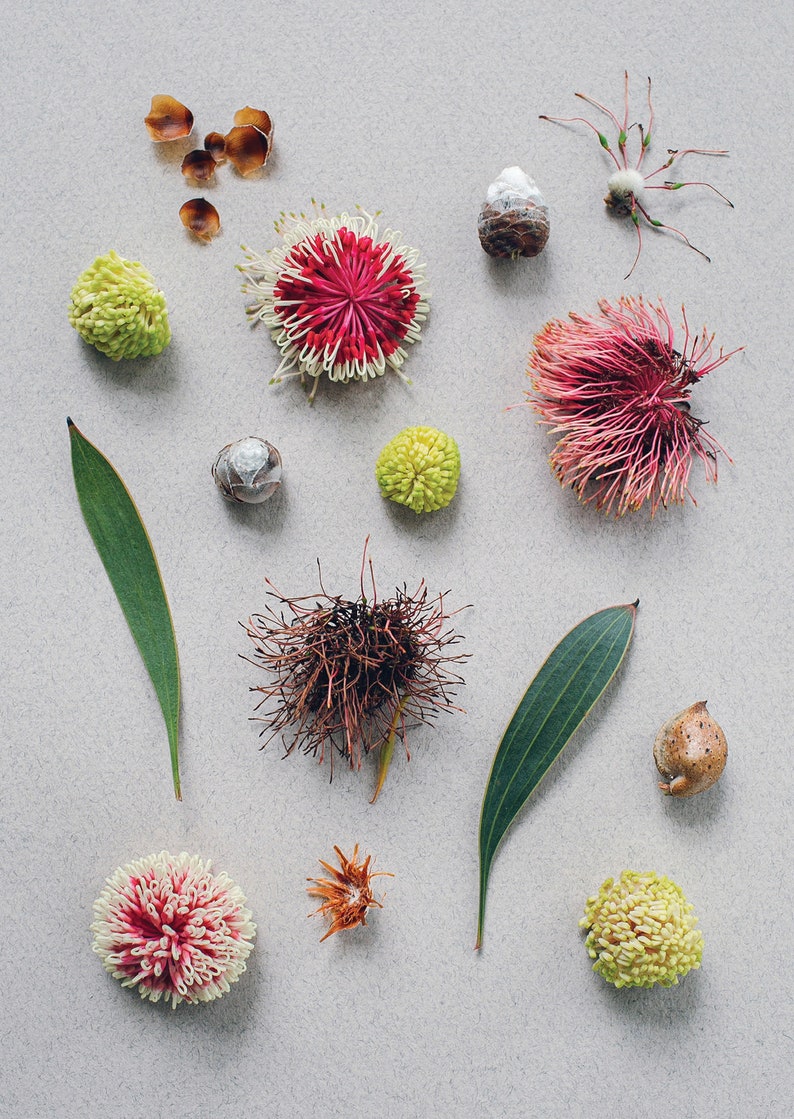 Hakea, Native, Pincushion, Western, Australian, Perth, Australia, Flat lay, Garden, Card image 2