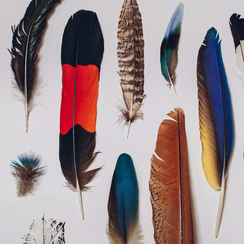 Troupeau du sud-ouest, impression de plumes, oiseaux australiens, collection de plumes, cacatoès noir, art mural de plumes, cadeau de pendaison de crémaillère image 3