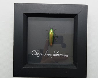Chrysochroa fulminans, escarabajo joya. Escarabajo enmarcado de origen ético y amigable con la conservación