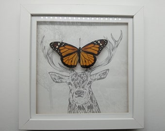 El monarca y el ciervo - Mariposa monarca (Danaus plexippus) Marco de origen ético y amigable con la conservación