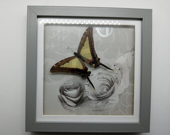 Graphium leucaspis - Marco de mariposa de origen ético, amigable con la conservación