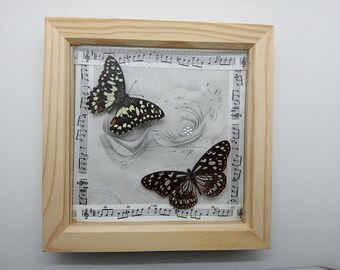 Mariposas musicales de origen ético, ayuda a la conservación