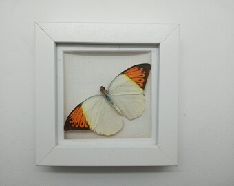 Hebomoia glaucippe - la gran punta naranja. Mariposa enmarcada de origen ético y amigable con la conservación
