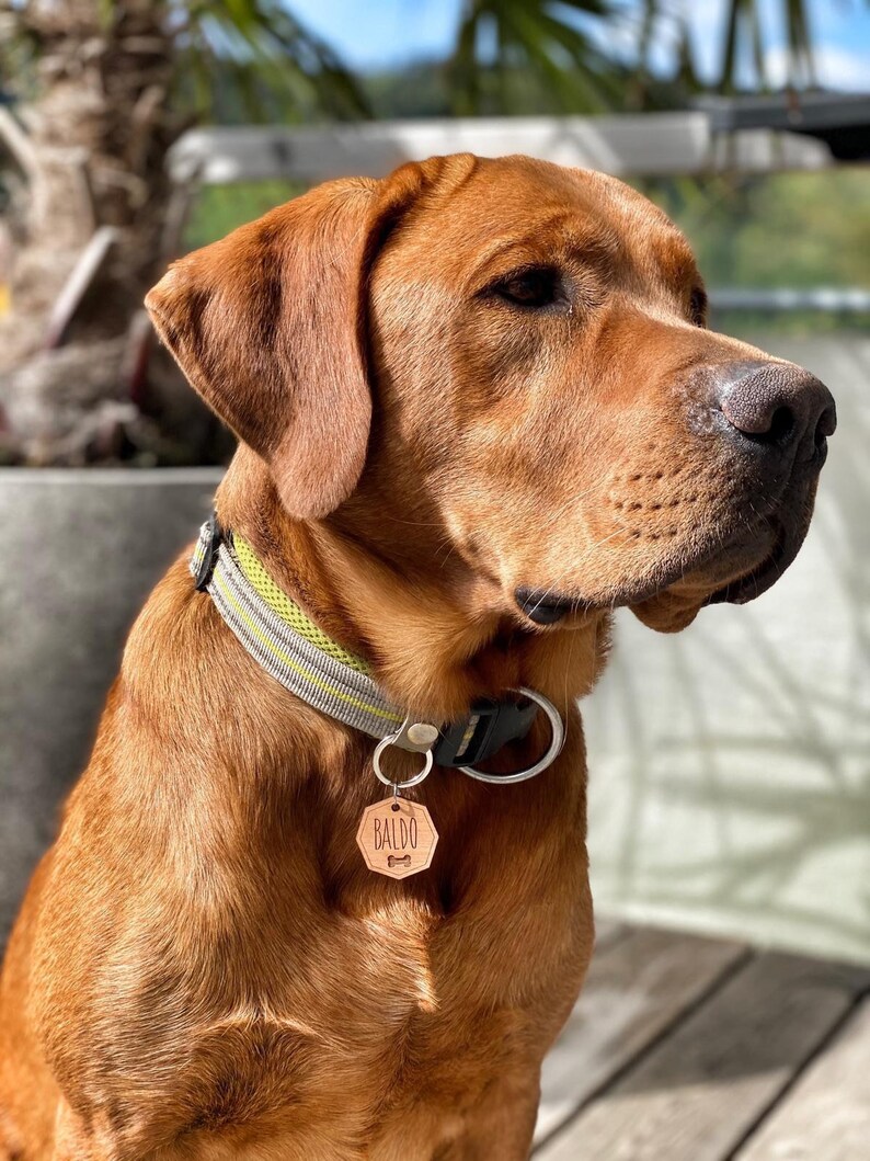 My Family Personalisiertes Namensschild Für Hunde – 50 G, Emailliert, Handgefertigt In Italien, Für Halsband Oder Geschirr