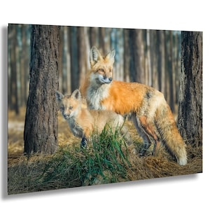 Mother Red Fox With Fox Cub in Close-Up Wildlife Animal Photography in the Mountains Family of Foxes Portrait Nature Photo Black Background