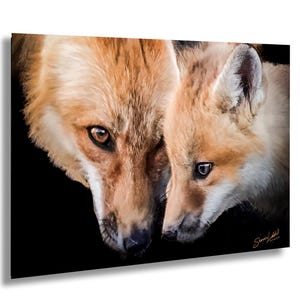 Red Fox and Fox Cub Close-Up Portrait in the Mountains Wildlife Animal Photography of Mother and Kit With Black Background Eye Contact