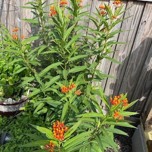 Gratis verzending. Butterfly Milkweed Seeds - Ascelpias Tuberosa, monarchvlinder, inheemse zaden. 40+ zaden