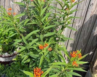 May include: A close-up of a milkweed plant with vibrant orange and yellow flowers. The plant has long, green leaves and is set against a wooden fence background. The flowers are clustered at the top of the stems.