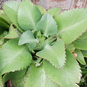 ONE 1.5-3 inches rooted plant. Mother of Millions. Kalanchoe. Devil’s Backbone. Live Succulent Indoor Outdoor House Plant
