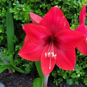 May include: A vibrant red amaryllis flower in full bloom, showcasing large, velvety petals and prominent white stamens. The flower is set against a backdrop of green foliage and soil, creating a striking contrast.