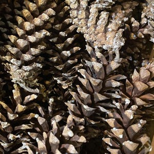 Pine Cones, 100 Eastern White Pine Cones, Raw, Natural, Untreated, Hand-picked from Michigan, Lot of 100, Craft Pine Cones, Rustic