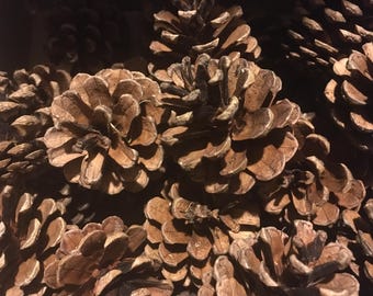May include: A close-up of a pile of brown pine cones. The cones are arranged in a random pattern and are all closed.