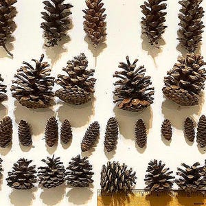 Pine Cone Assortment, Natural Pine Cone Variety, Michigan Forest, Wreath Making Supply, Rustic Decor