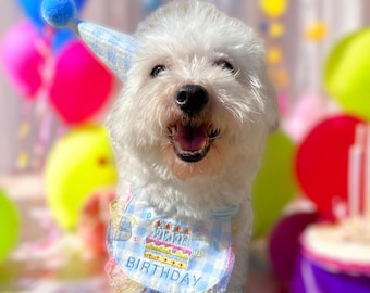 Puede incluir: Un perro blanco con un gorro de cumpleaños azul y blanco y un babero azul y blanco con un pastel y la palabra "Cumpleaños" en él. El perro está rodeado de globos de colores.