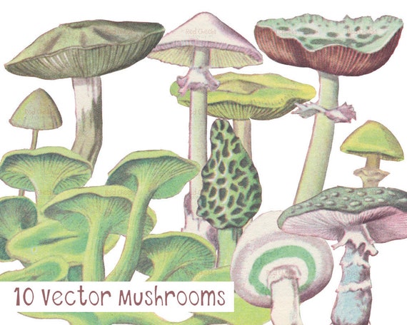 Vintage Mushroom Vector Images: 1960s Style Clip Art (Digital Download)