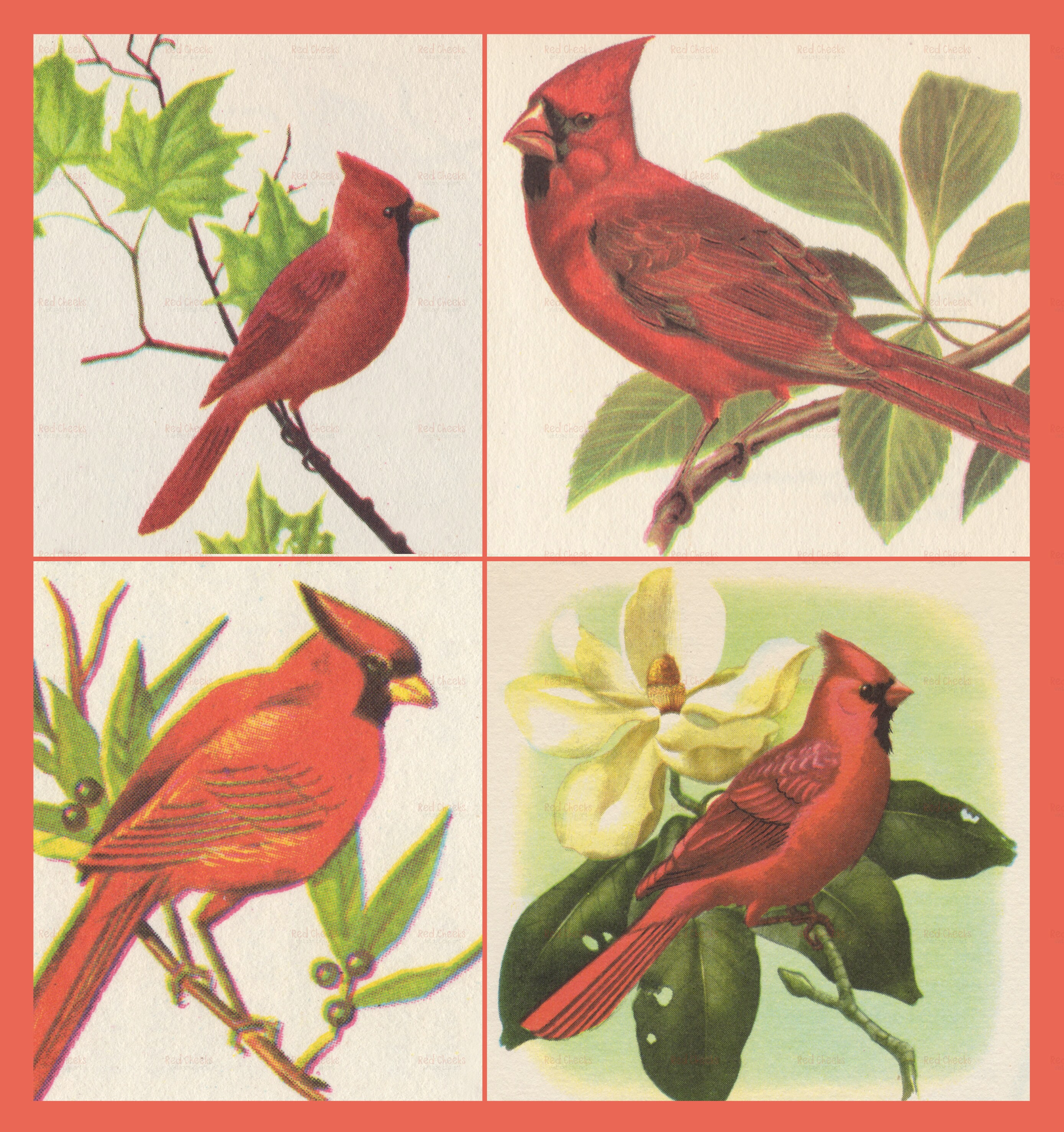 2CD　The Red Bird Story/Various Artists Various Artists - The Red Bird Story (Various Artists