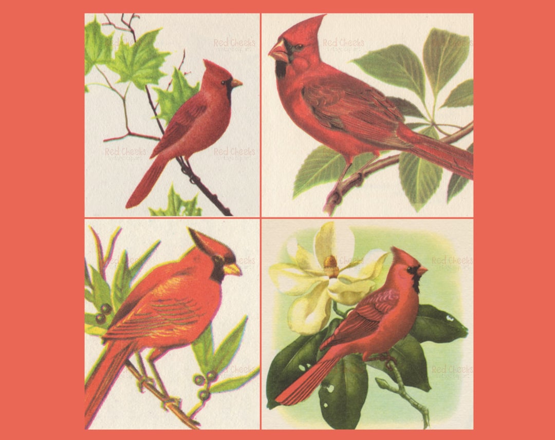 Whimsy Cardinal Vector Vintage Red Cardinal Clip Art: Whimsical Bird Illustrations (digital ...