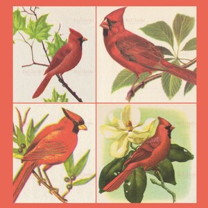 Digital Download of Vintage Red Cardinal Bird Whimsical High Resolution Craft Supply Clip Art Story Book Cardinals Birds Collage Sheet Image