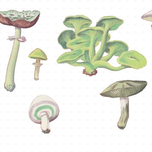 May include: A collection of ten different types of mushrooms, illustrated in a vintage style. The mushrooms are depicted in various colours, including green, brown, white, and purple. Some of the mushrooms have spots or stripes on their caps.