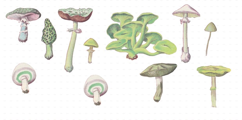 May include: A collection of ten different types of mushrooms, illustrated in a vintage style. The mushrooms are depicted in various colours, including green, brown, white, and purple. Some of the mushrooms have spots or stripes on their caps.