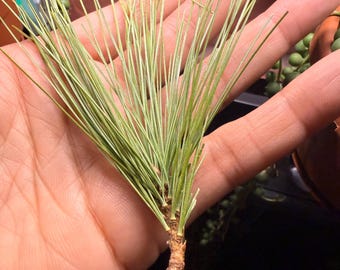 Eastern White pine Fresh Dried