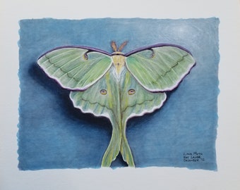 Luna Moth 8x10 matted