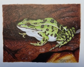 Leopard Frog 5x7 matted