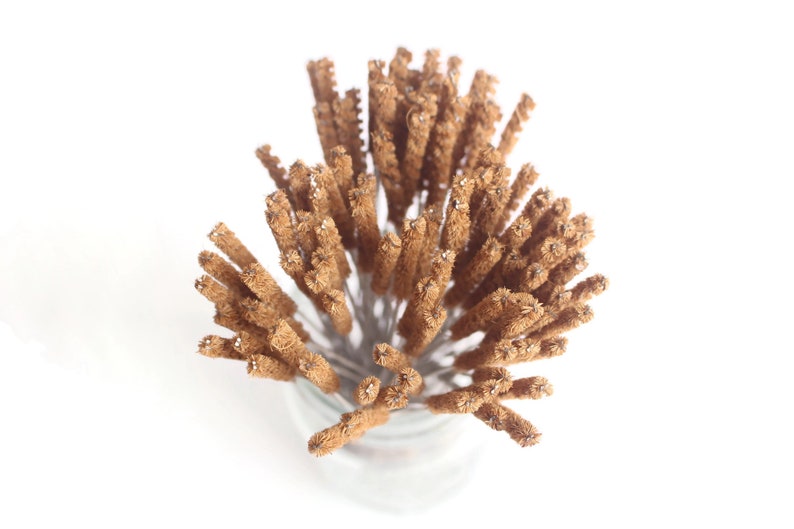 May include: A bunch of brown, natural bristle bottle cleaning brushes are bundled together. The brushes are made of natural materials and are designed to clean the inside of bottles.